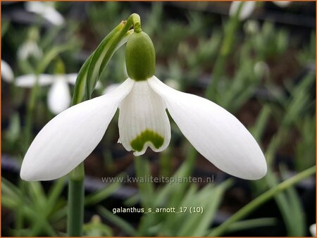 Galanthus 'S. Arnott'