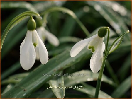 Galanthus 'S. Arnott'