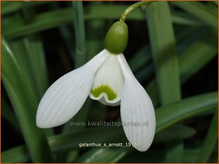 Galanthus 'S. Arnott'