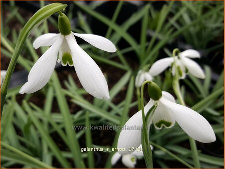 Galanthus 'S. Arnott'