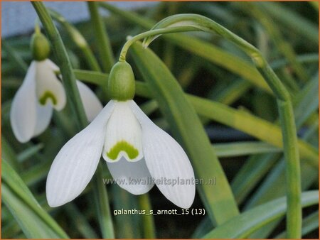 Galanthus 'S. Arnott'