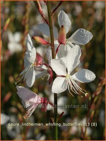 Gaura lindheimeri &#39;Whirling Butterflies&#39;