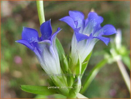 Gentiana dahurica