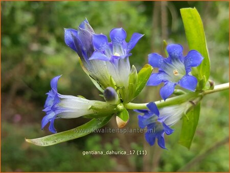 Gentiana dahurica