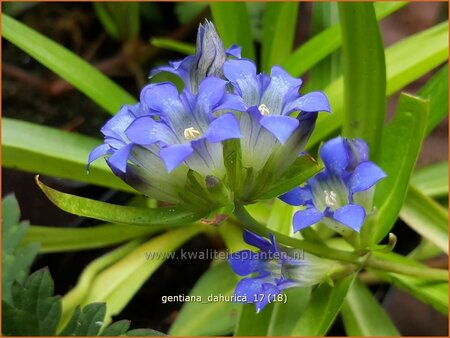 Gentiana dahurica