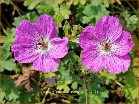 Geranium cinereum &#39;Penny Lane&#39;