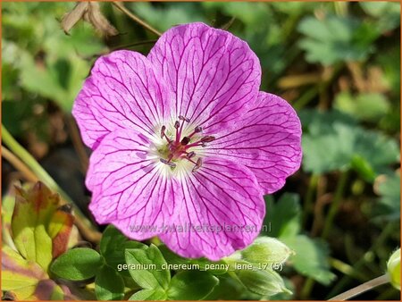 Geranium cinereum &#39;Penny Lane&#39;