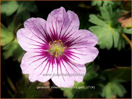 Geranium cinereum &#39;Rothbury Gem&#39;