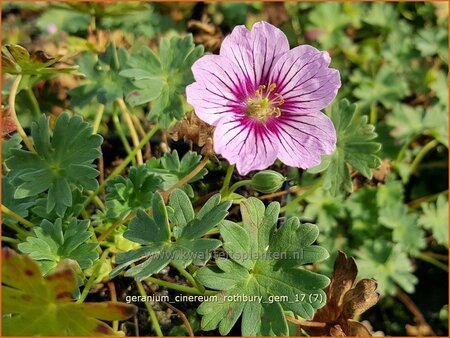 Geranium cinereum &#39;Rothbury Gem&#39;