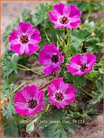 Geranium &#39;Jolly Jewel Lilac&#39;