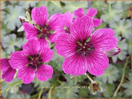 Geranium &#39;Jolly Jewel Purple&#39;