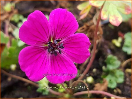 Geranium 'Jolly Jewel Red'
