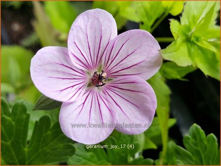 Geranium 'Joy'