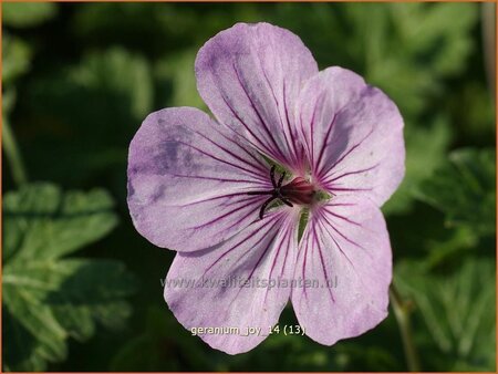 Geranium 'Joy'