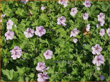 Geranium 'Joy'