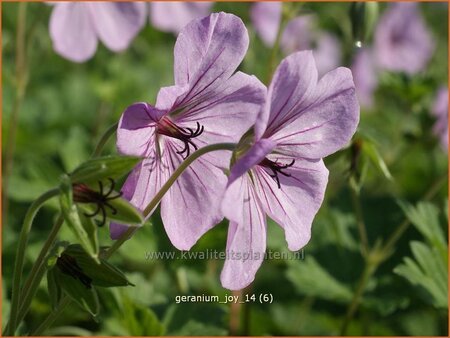 Geranium 'Joy'