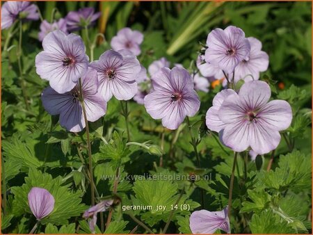 Geranium 'Joy'