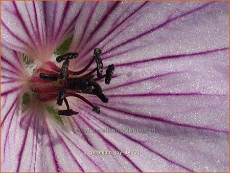Geranium 'Joy'