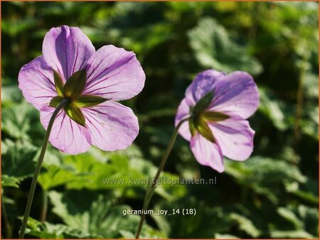 Geranium 'Joy'