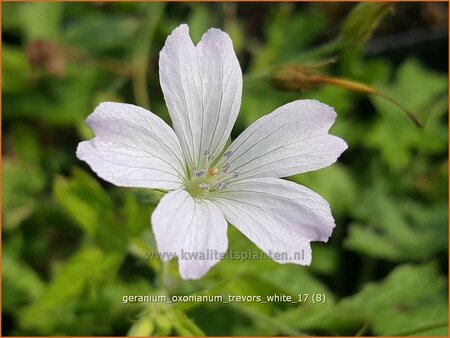 Geranium oxonianum &#39;Trevor&#39;s White&#39;