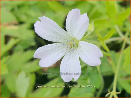 Geranium oxonianum &#39;Trevor&#39;s White&#39;