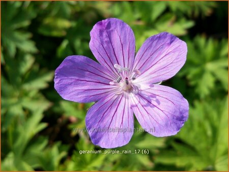 Geranium &#39;Purple Rain&#39;