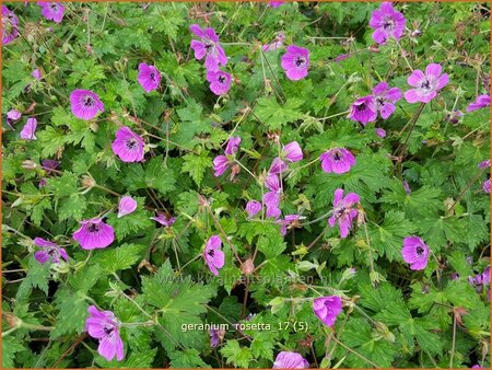 Geranium &#39;Rosetta&#39;