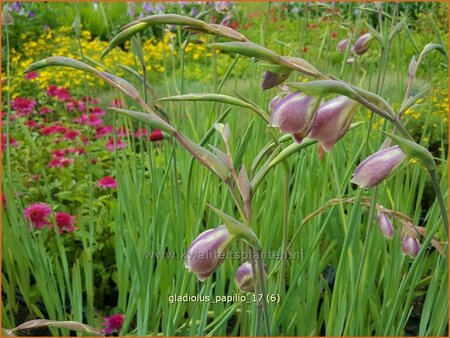 Gladiolus papilio