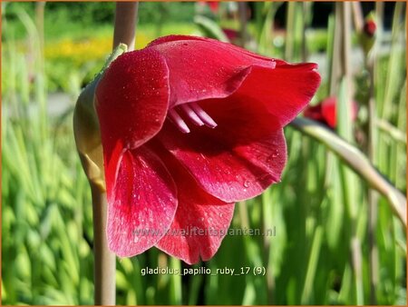 Gladiolus papilio 'Ruby'