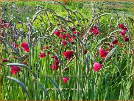 Gladiolus papilio 'Ruby'