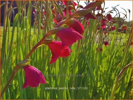 Gladiolus papilio 'Ruby'