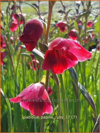 Gladiolus papilio 'Ruby'