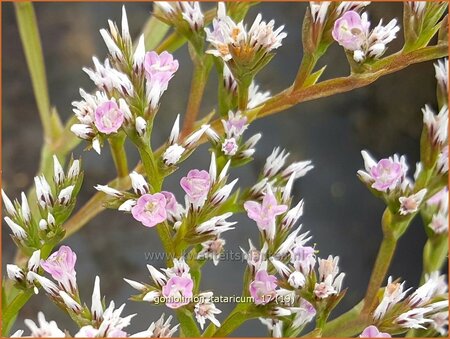 Goniolimon tataricum