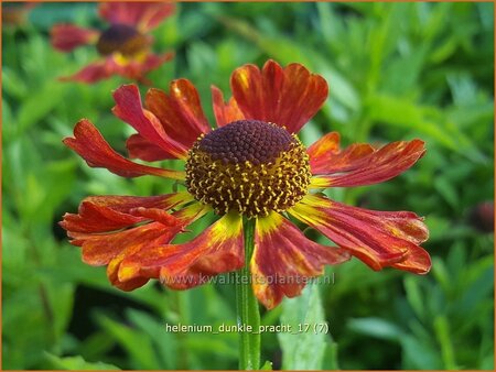Helenium 'Dunkle Pracht'