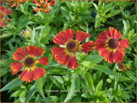 Helenium 'Dunkle Pracht'