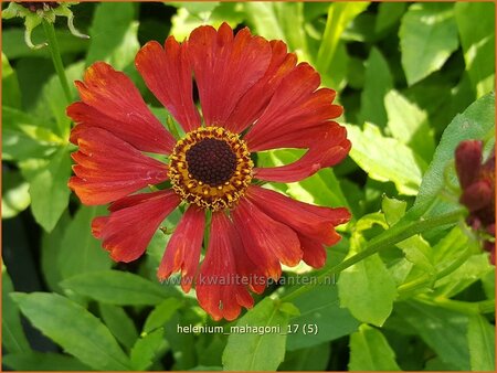 Helenium &#39;Mahagoni&#39;