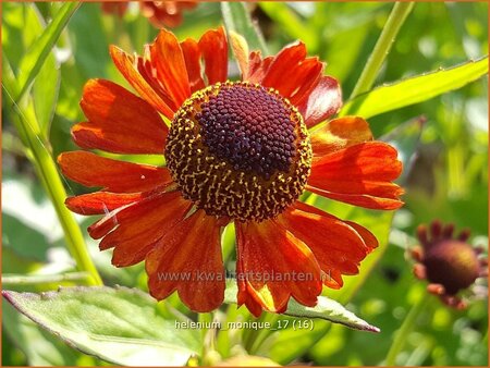 Helenium &#39;Monique&#39;