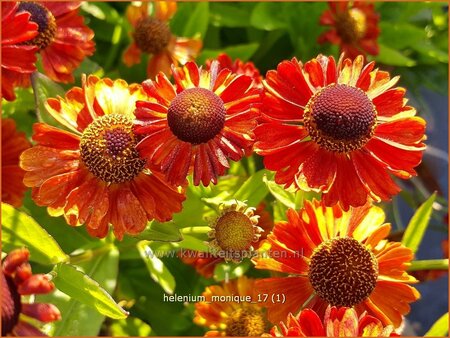 Helenium &#39;Monique&#39;