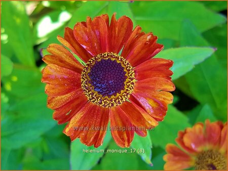 Helenium &#39;Monique&#39;