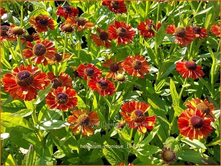 Helenium &#39;Monique&#39;