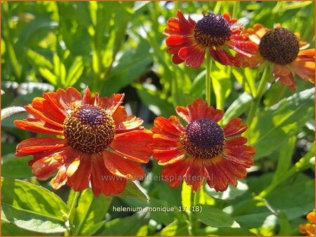 Helenium &#39;Monique&#39;