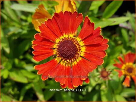 Helenium 'Poncho'