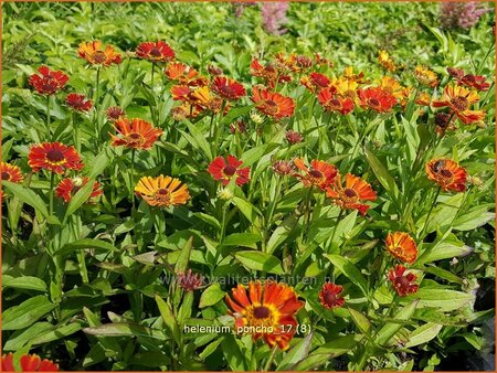 Helenium 'Poncho'