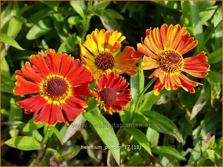 Helenium 'Poncho'