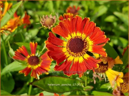 Helenium 'Poncho'