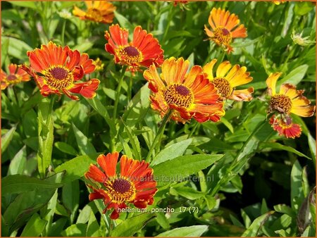Helenium 'Poncho'