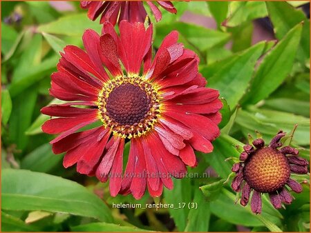 Helenium 'Ranchera'