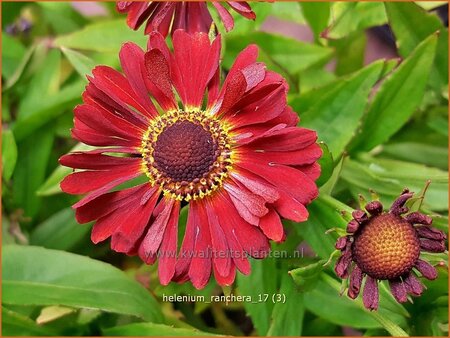 Helenium &#39;Ranchera&#39;