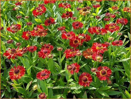 Helenium 'Ranchera'