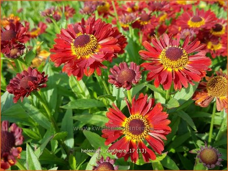 Helenium &#39;Ranchera&#39;